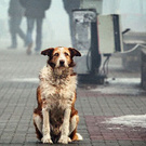 make the world a little kinder. I want to open my animal shelter