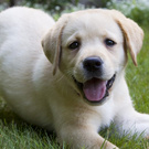 dog)