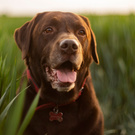 Labrador)