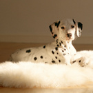 Dalmatian.