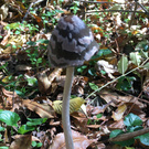 много желания