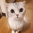 kot