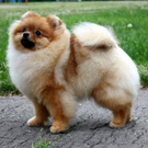 Dog????