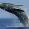GrayWhale