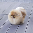 Собачку мини шпиц