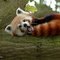 PandaBongs