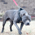 Pit bull