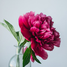 Never ending flowers