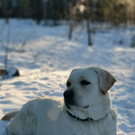 Собаку