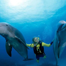 diving with dolphins