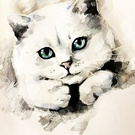 Котики