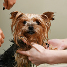 We want to open a clinic for animals and help them. Everyone should have a home! everyone should be happy!