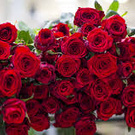 one big bouquet of roses