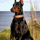 I dream of getting a dog