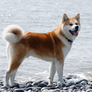 Akita-Inu