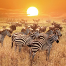African Safari