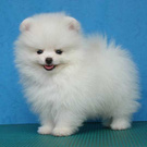 WOWLisa888 wish list item 1 thumbnail