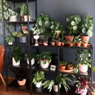 Plants