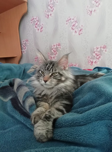 Мои котэ