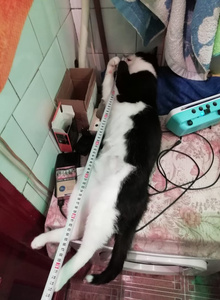 3puTeJlb_KoT Мои котэ photo 5387490