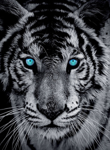 My Lovely Tiger King