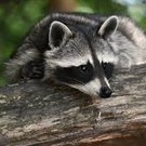 Домашний енот