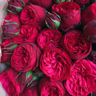 Beautiful flowers