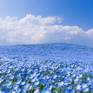 ocean of flowers))