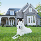 My home with dogs