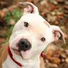 My dog. My Favourite