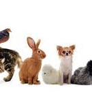 ESTUDIOS UNIVERSITARIOS DE VICKY