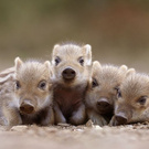 Покабаниться