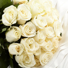 White rose