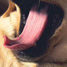 Щенок добермана