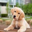 I really dream of having a puppy