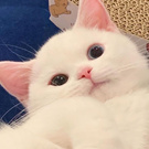 Want white cat