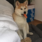 еда собачке