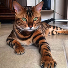 Хочу маленькую тигру дома/ Dreams of a Bengal cat