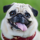 Pug