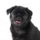 pug black  Мопс