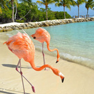 Vacation to Curacao