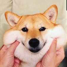 srpinguino