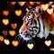 Tiger-of-love