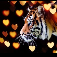 Tiger-of-love