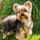 a beautiful yorkie terrier puppy