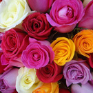 rose