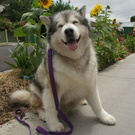 Big fluffy dog