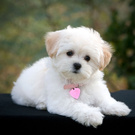 a pet