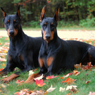 I want a dog