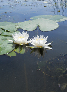 Merion20 мое photo 5346724